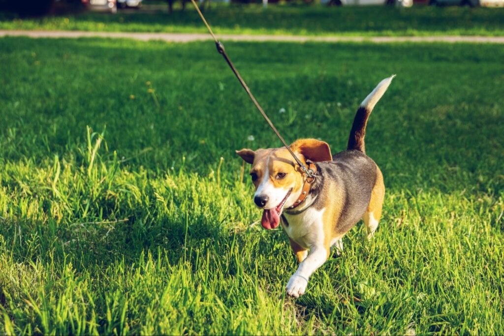 Dog Walking On Leash