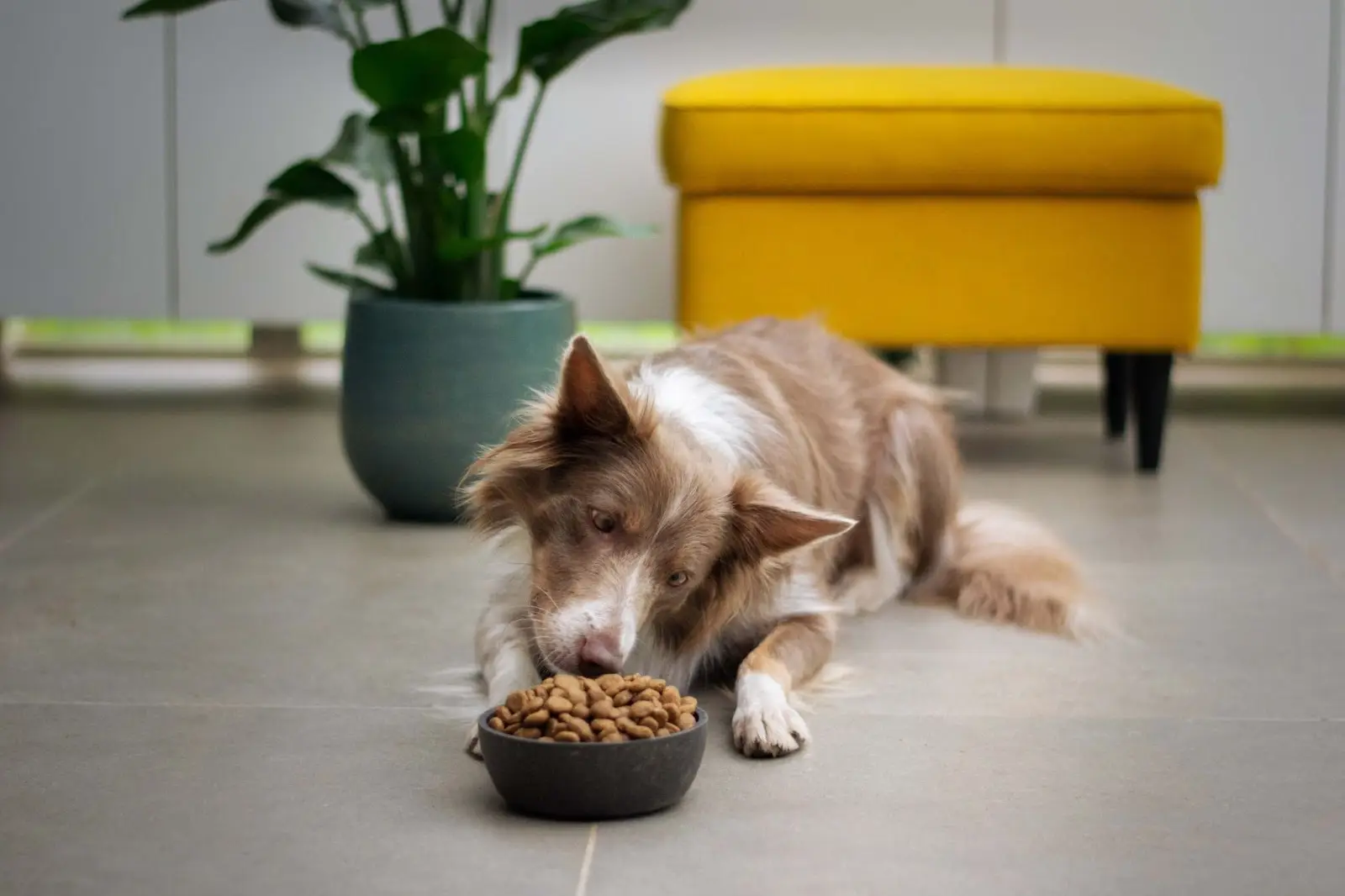 dog eating organic food