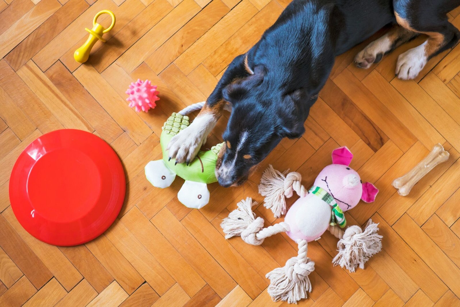 Best Dog Toys 2024