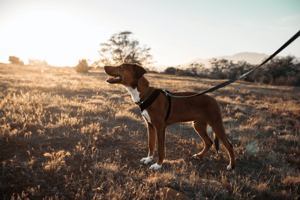 Dog on Leash