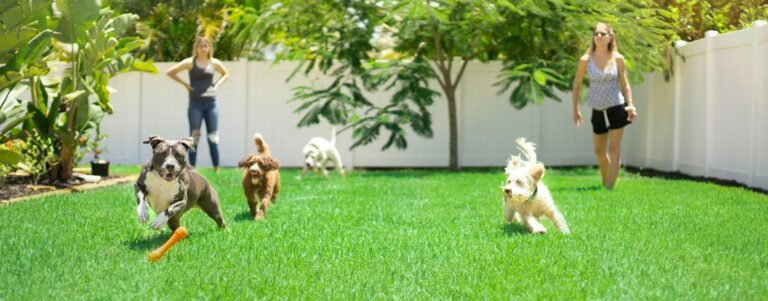 dogs playing in backyard