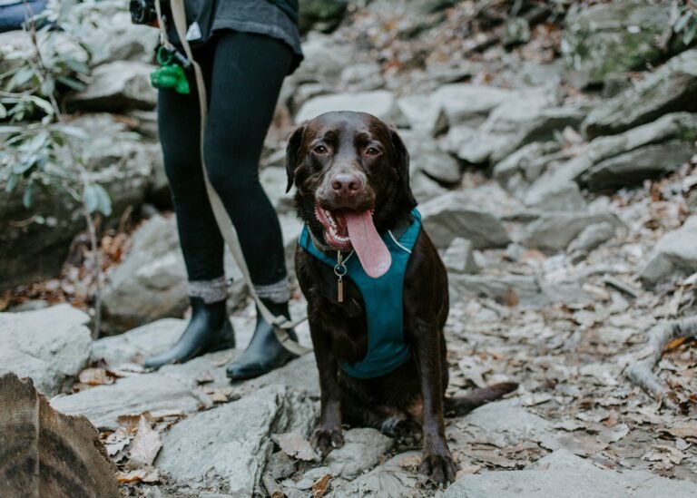 Dog Hiking, Exercise