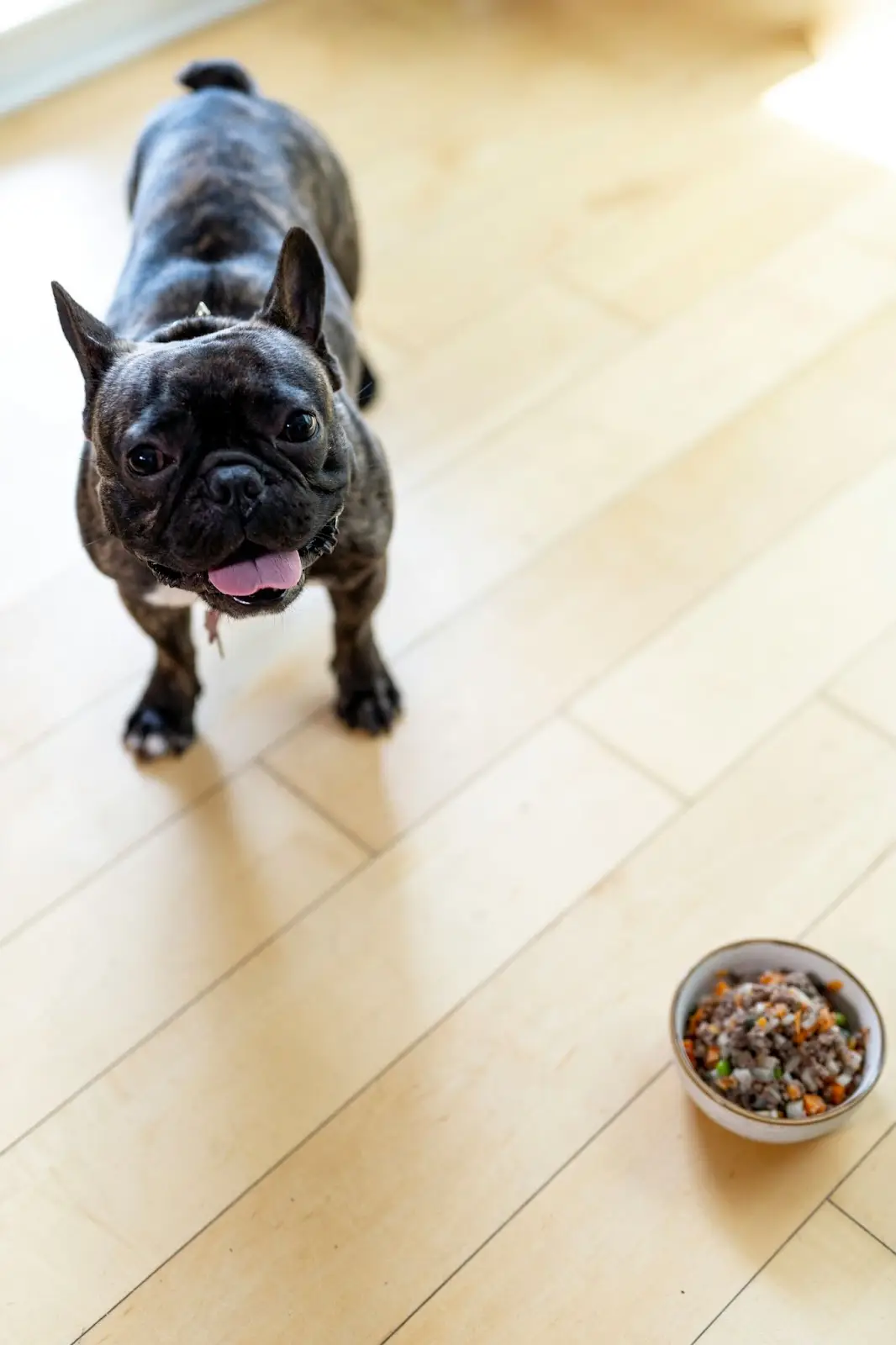 wet dog food