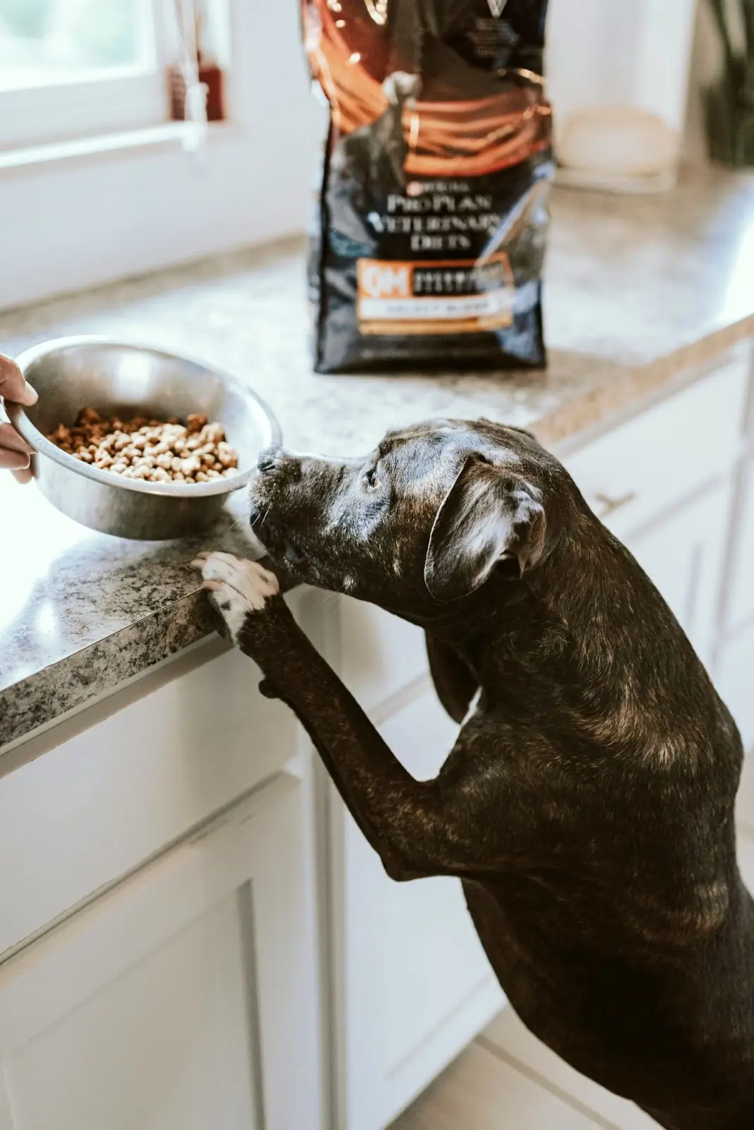 dry dog food