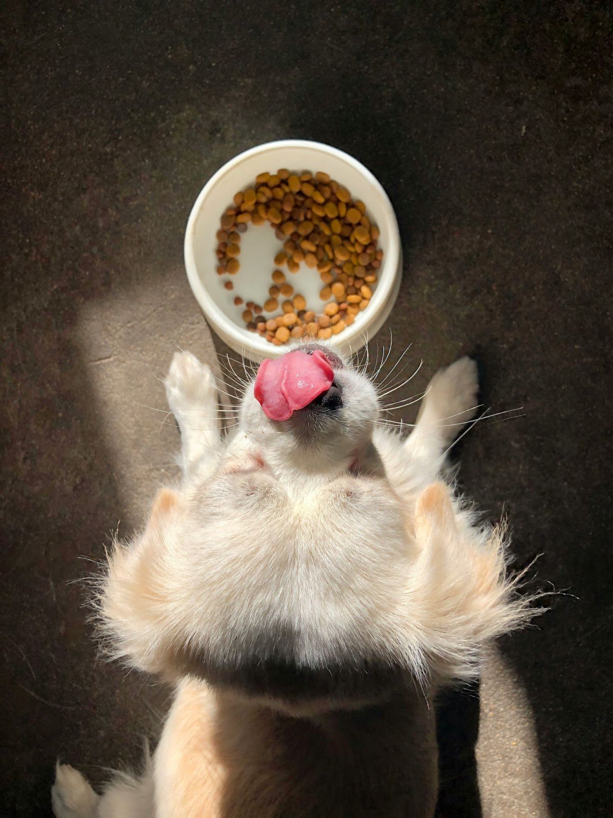 dog food in a bowl
