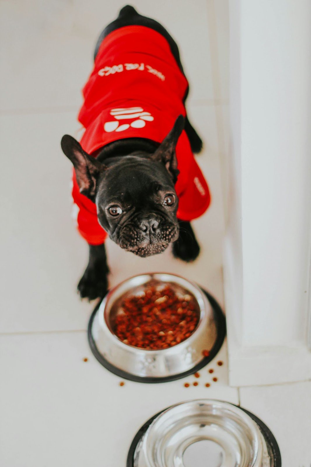 senior dog taking supplements