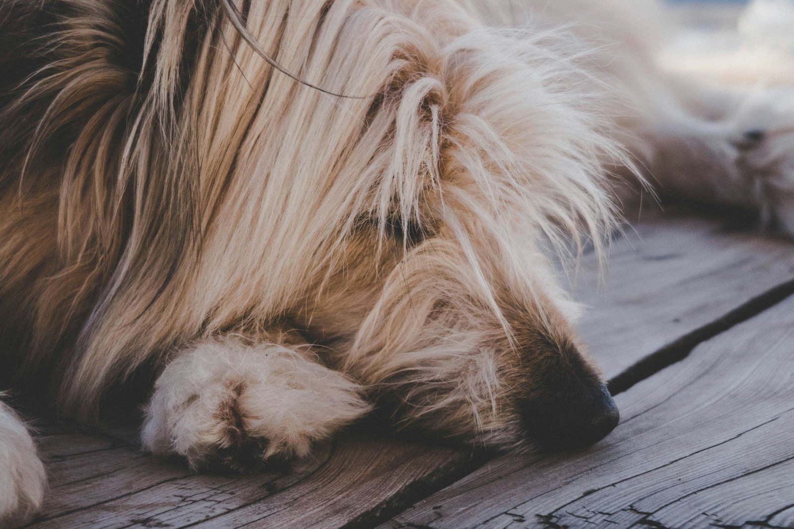 dog with good coat and skin