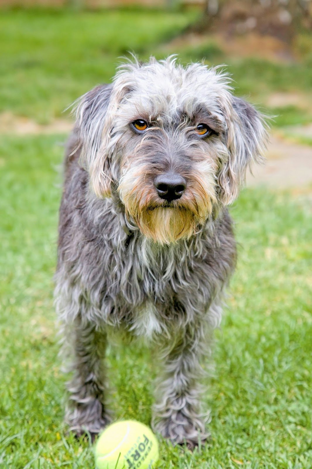 dog with good skin