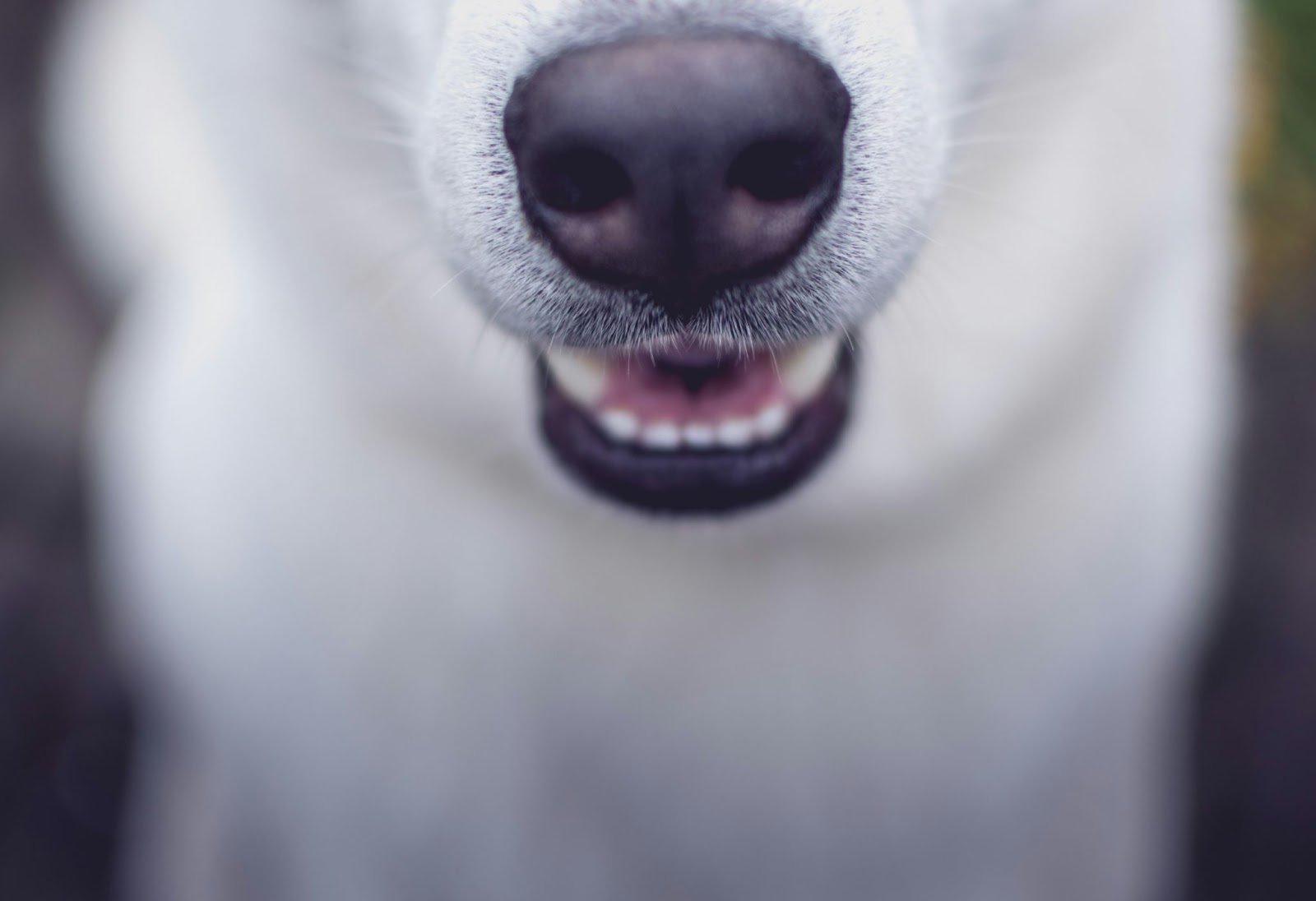 dog dental health