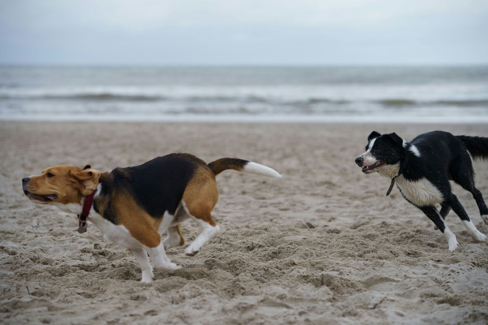 benefits of dog exercise on beach