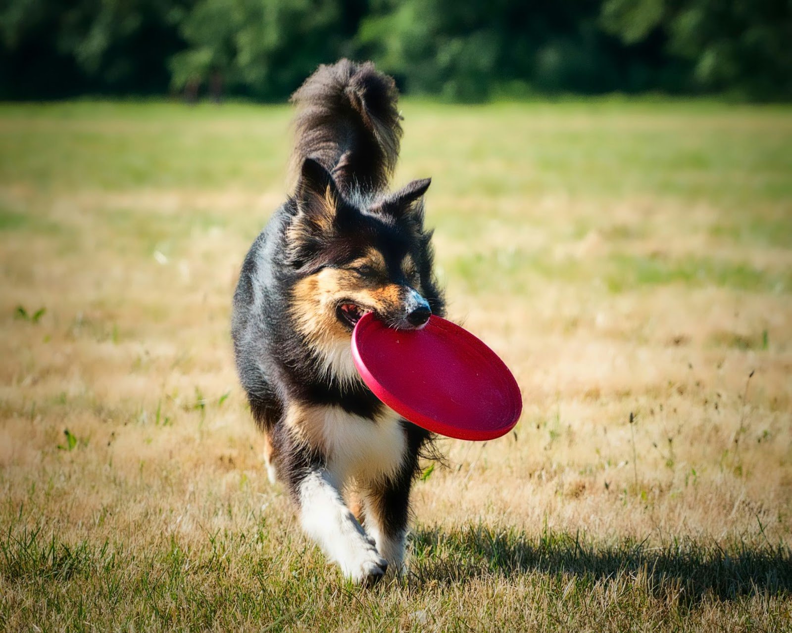 Dog exercise with frisbee
