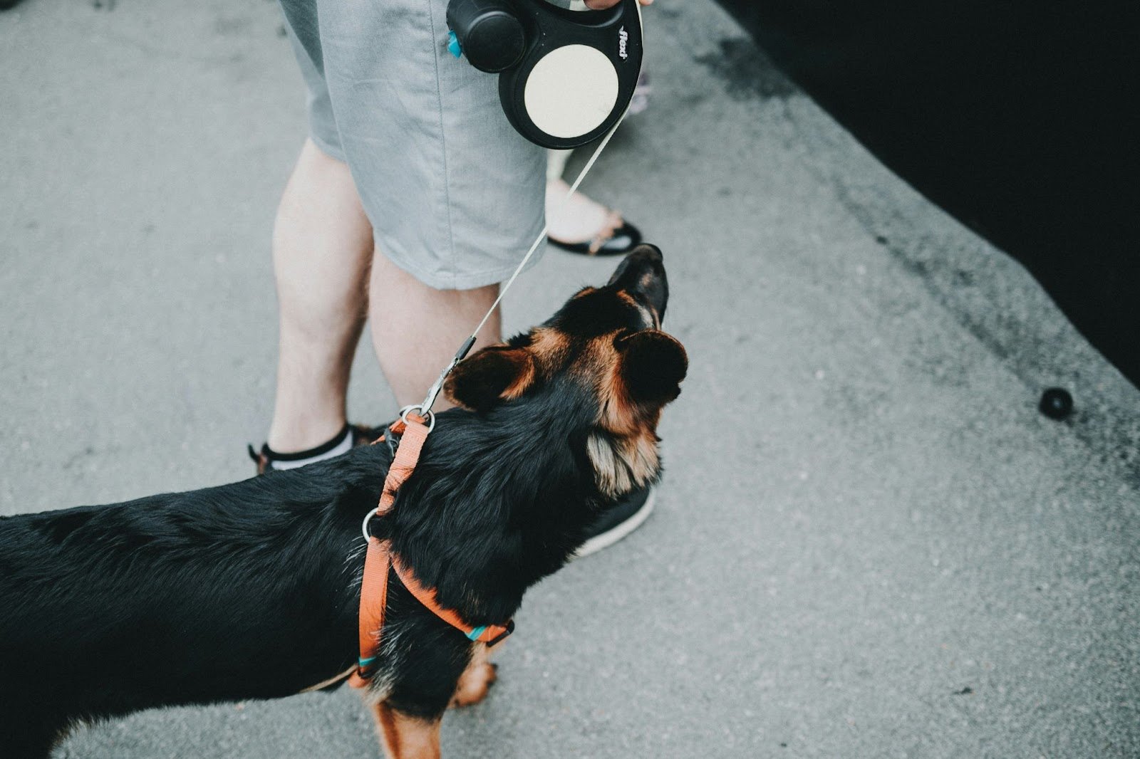 dog on retractable leash