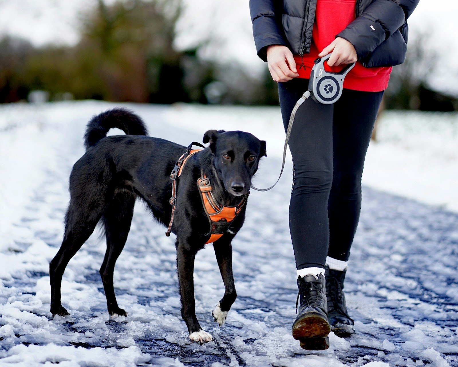 retractable leash on dog with snow