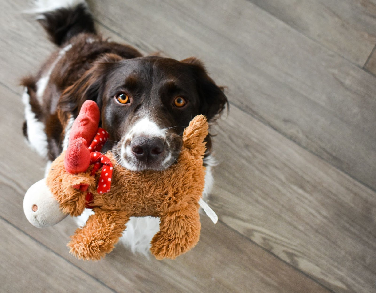 choosing the right dog toys