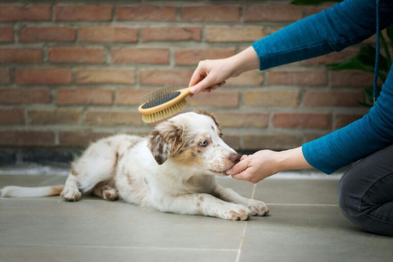 dog being brushed