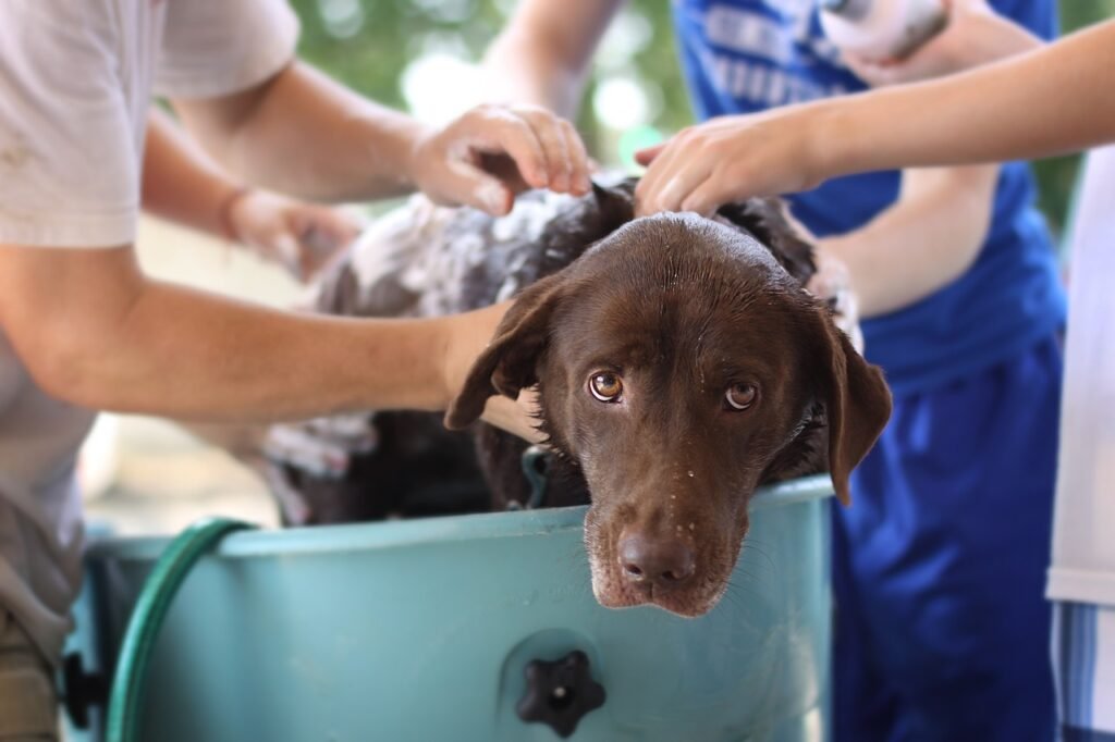 dog shampoo alternatives