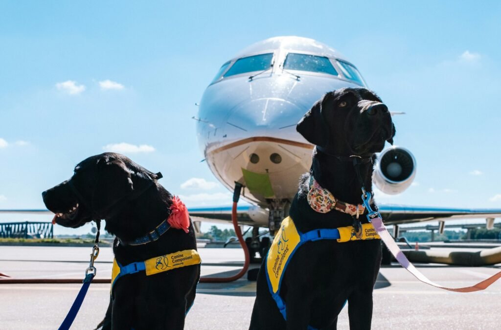 Dogs outside of plane