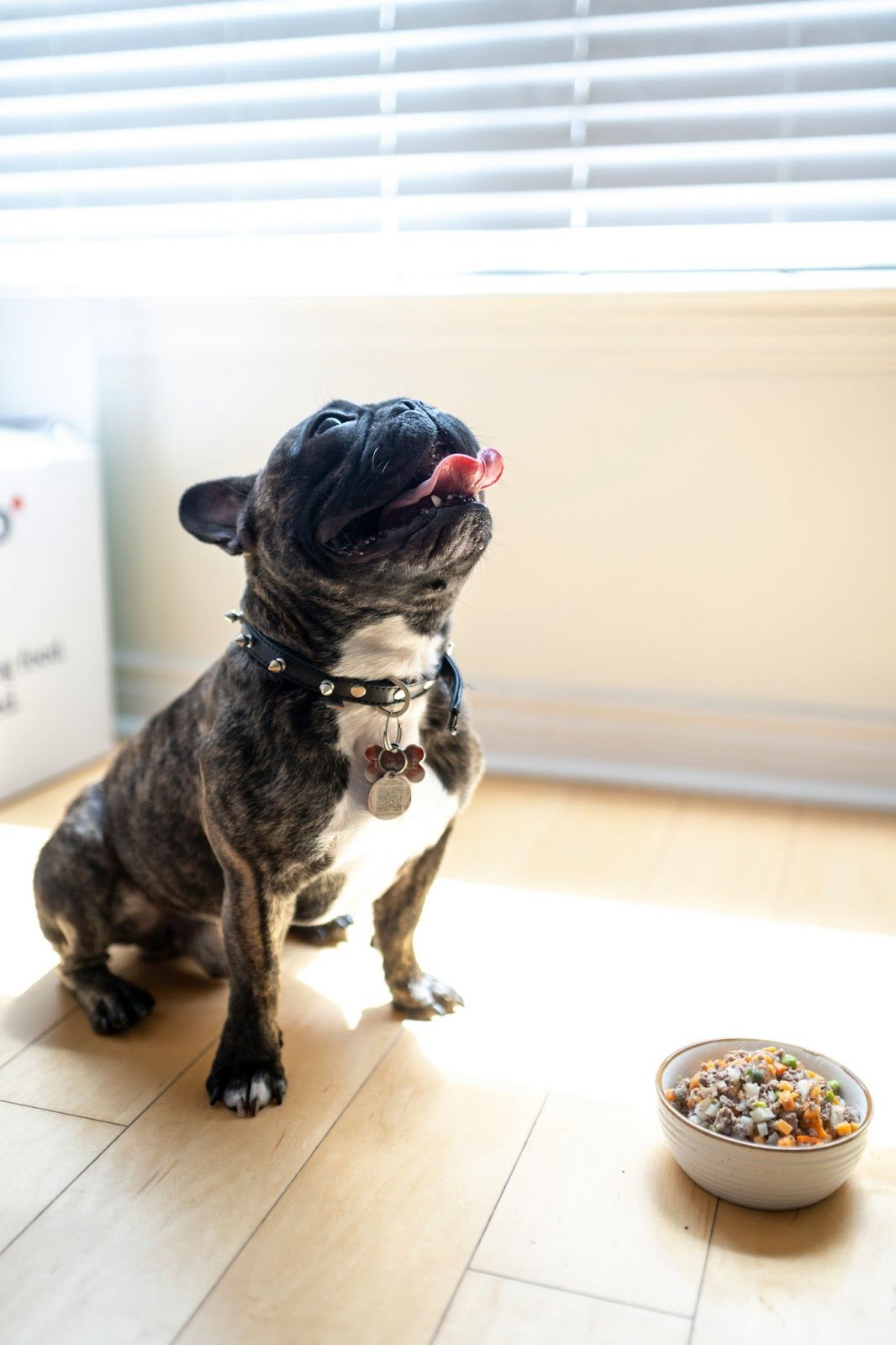 dog waiting for food