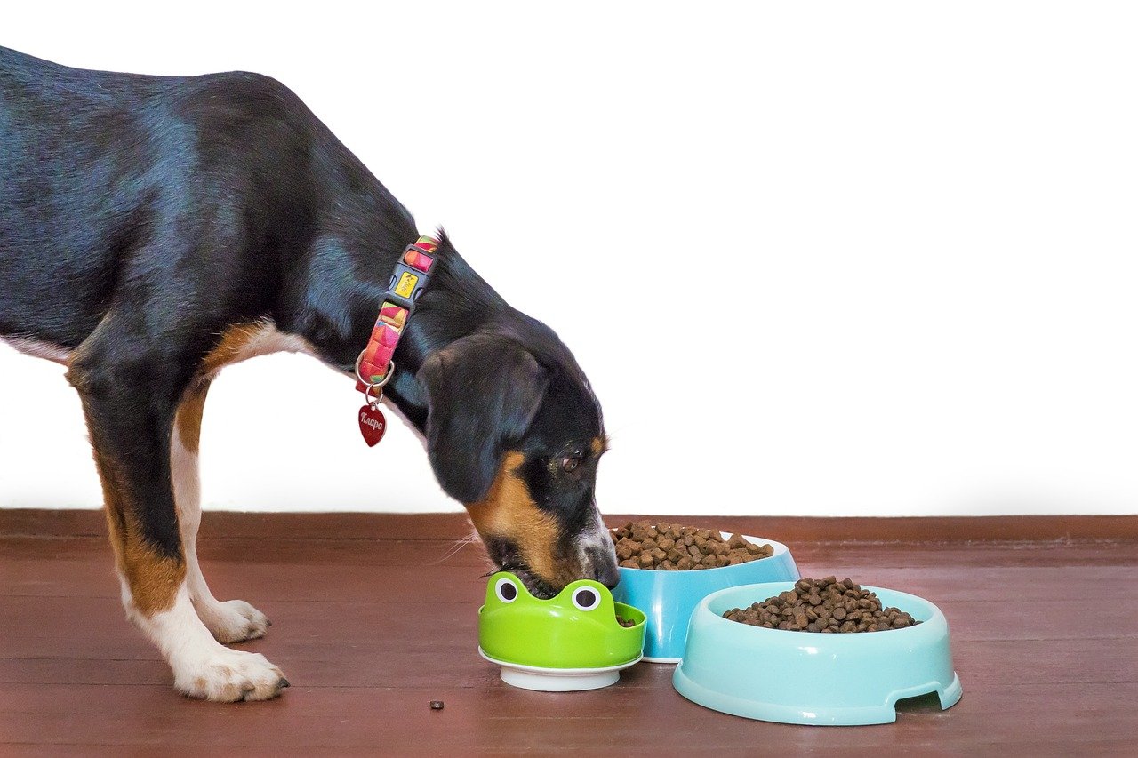 dog eating out of bowl