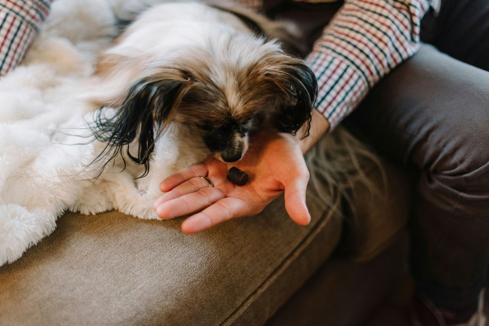 dog refusing to eat and only eating treats