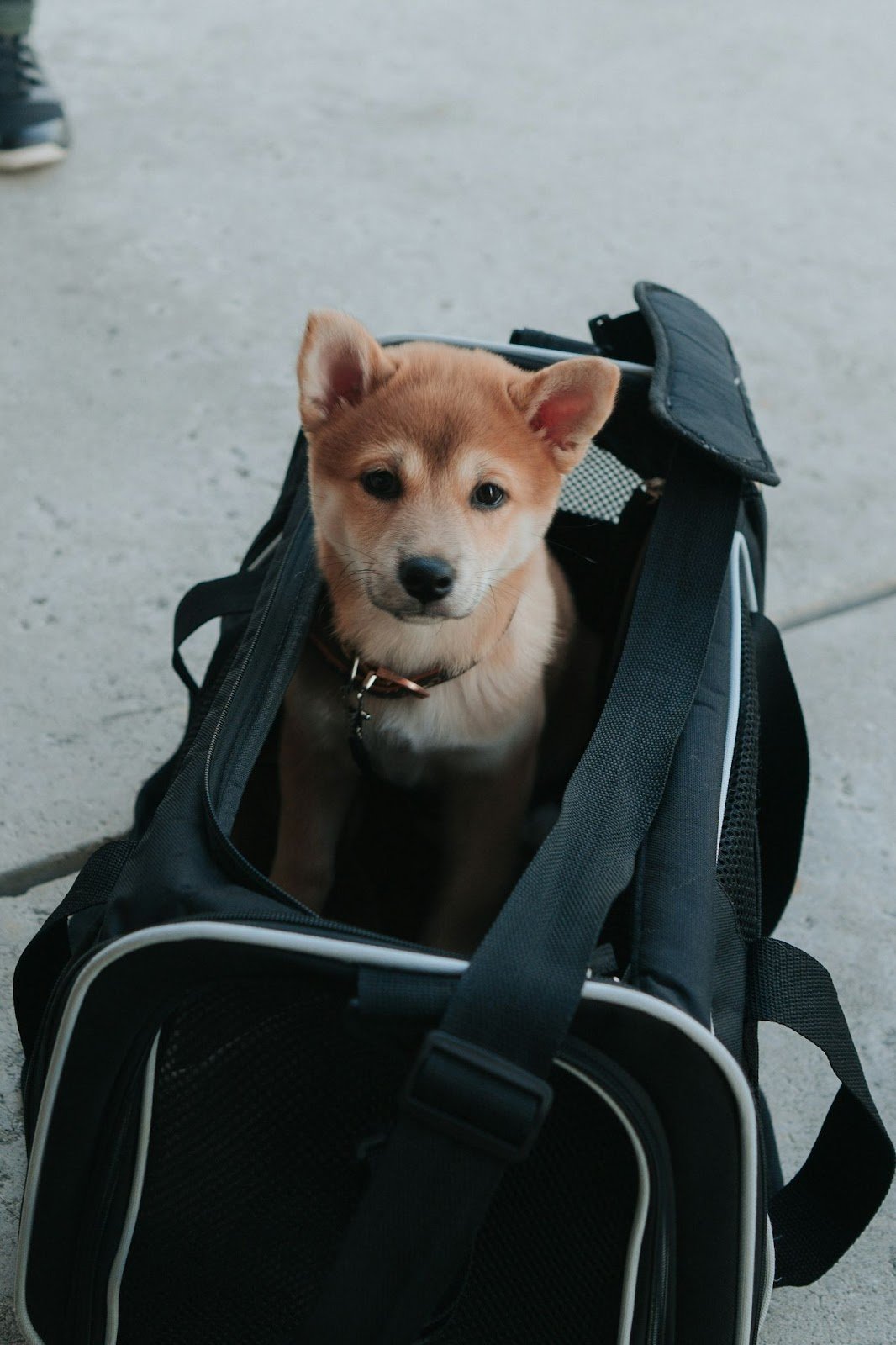 dog in travel carrier