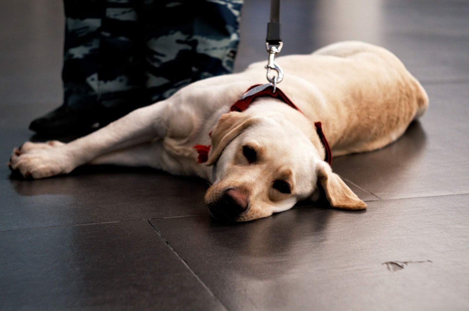 dog on airport floor