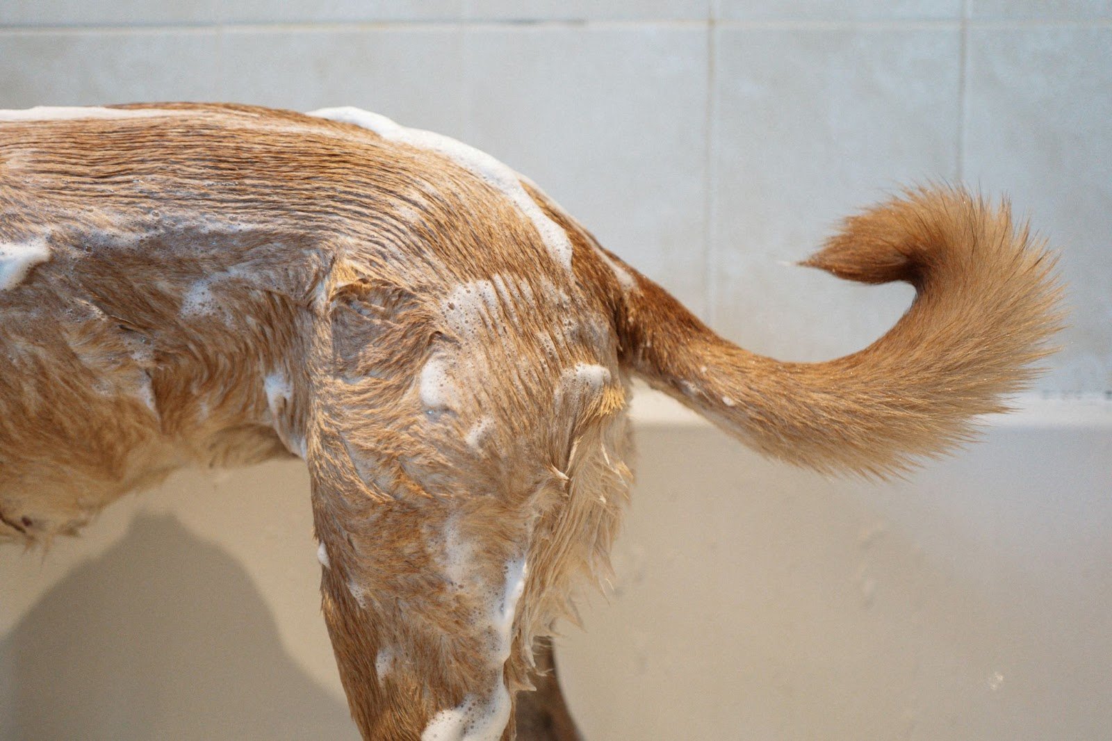 Choosing the right dog shampoo