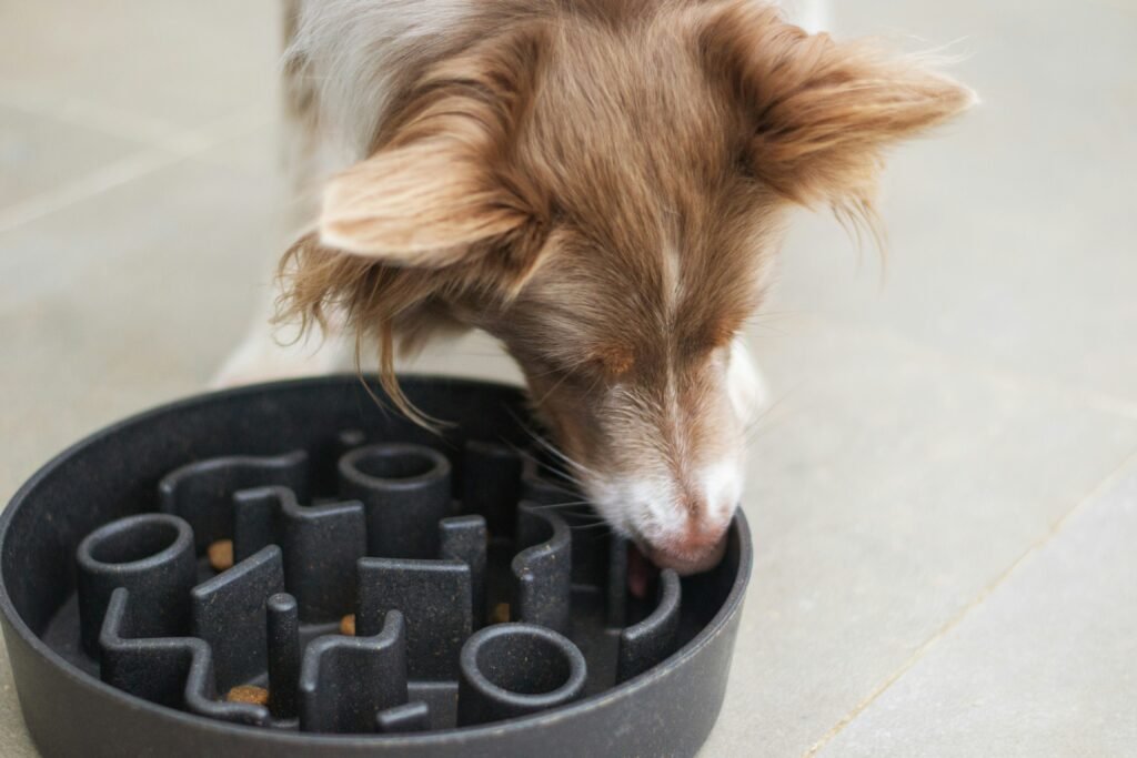 best slow feeder dog bowl