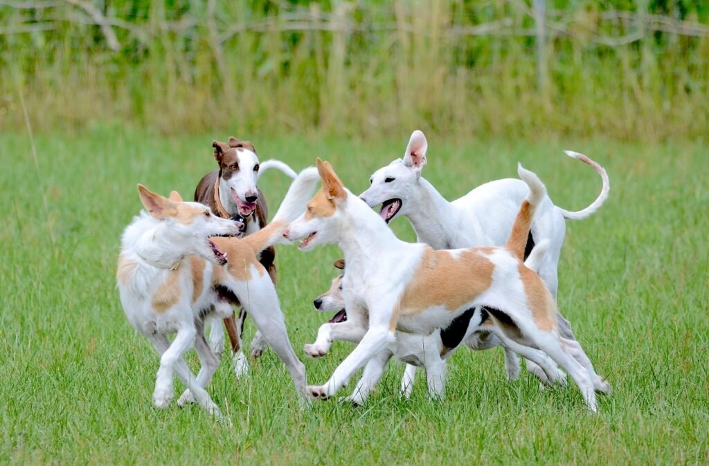 Healthiest Dog Breeds