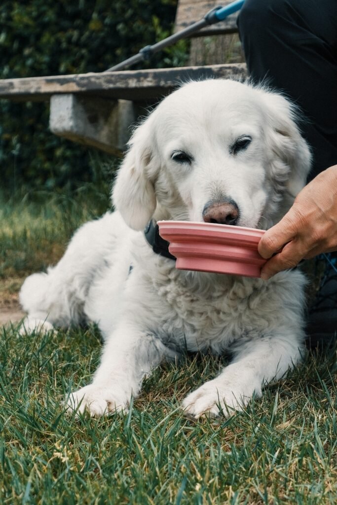 dog drinking from portable water bottle