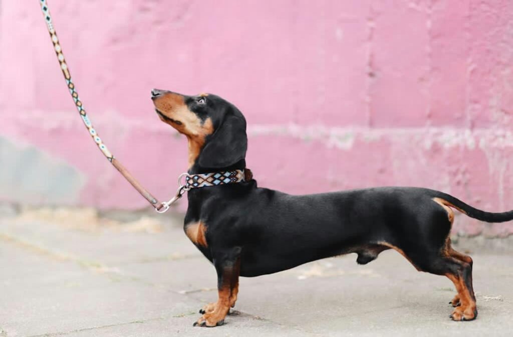 hands free leash