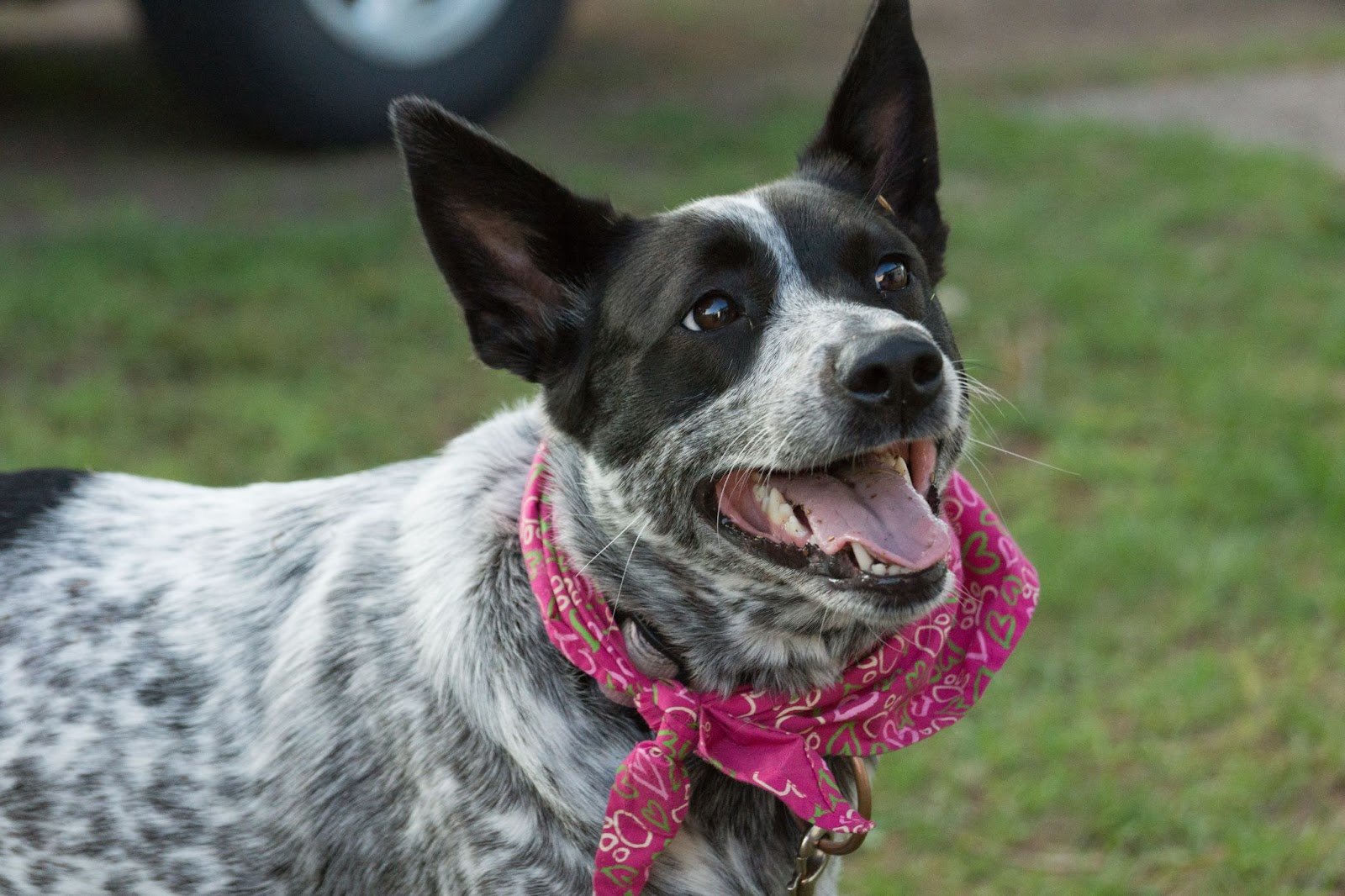 Australian Cattle Dog- healthiest dog breed