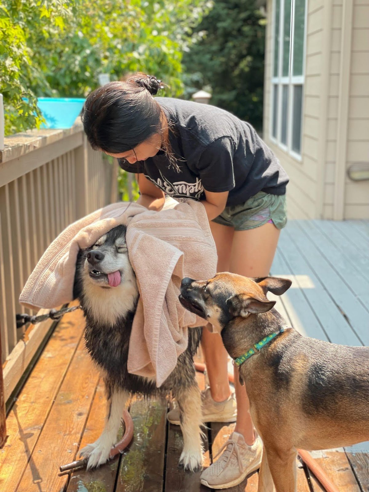 dog in towel after ear cleaning