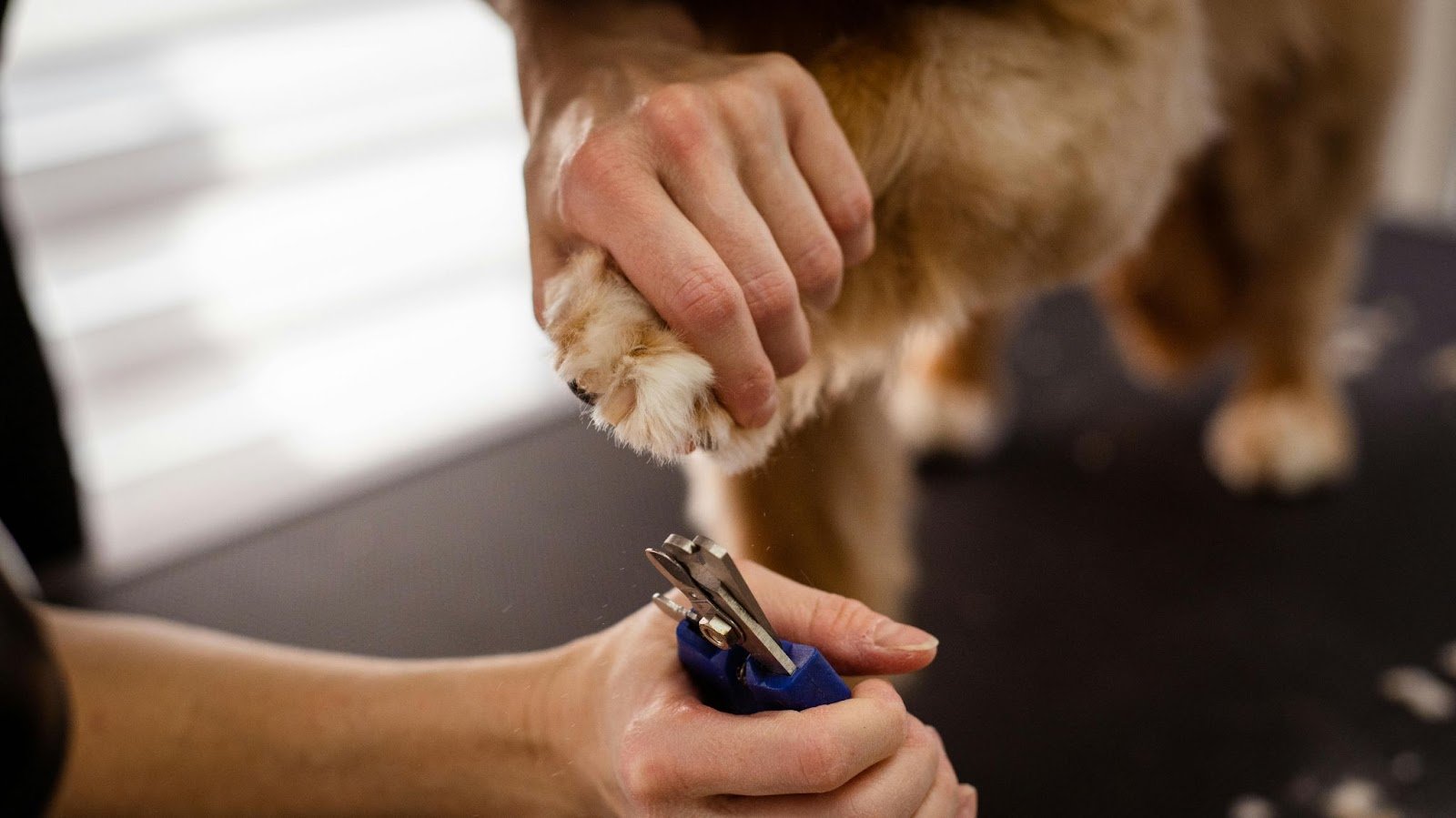 dog nail clipper