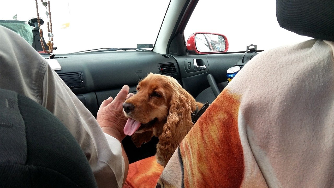 dog traveling by car