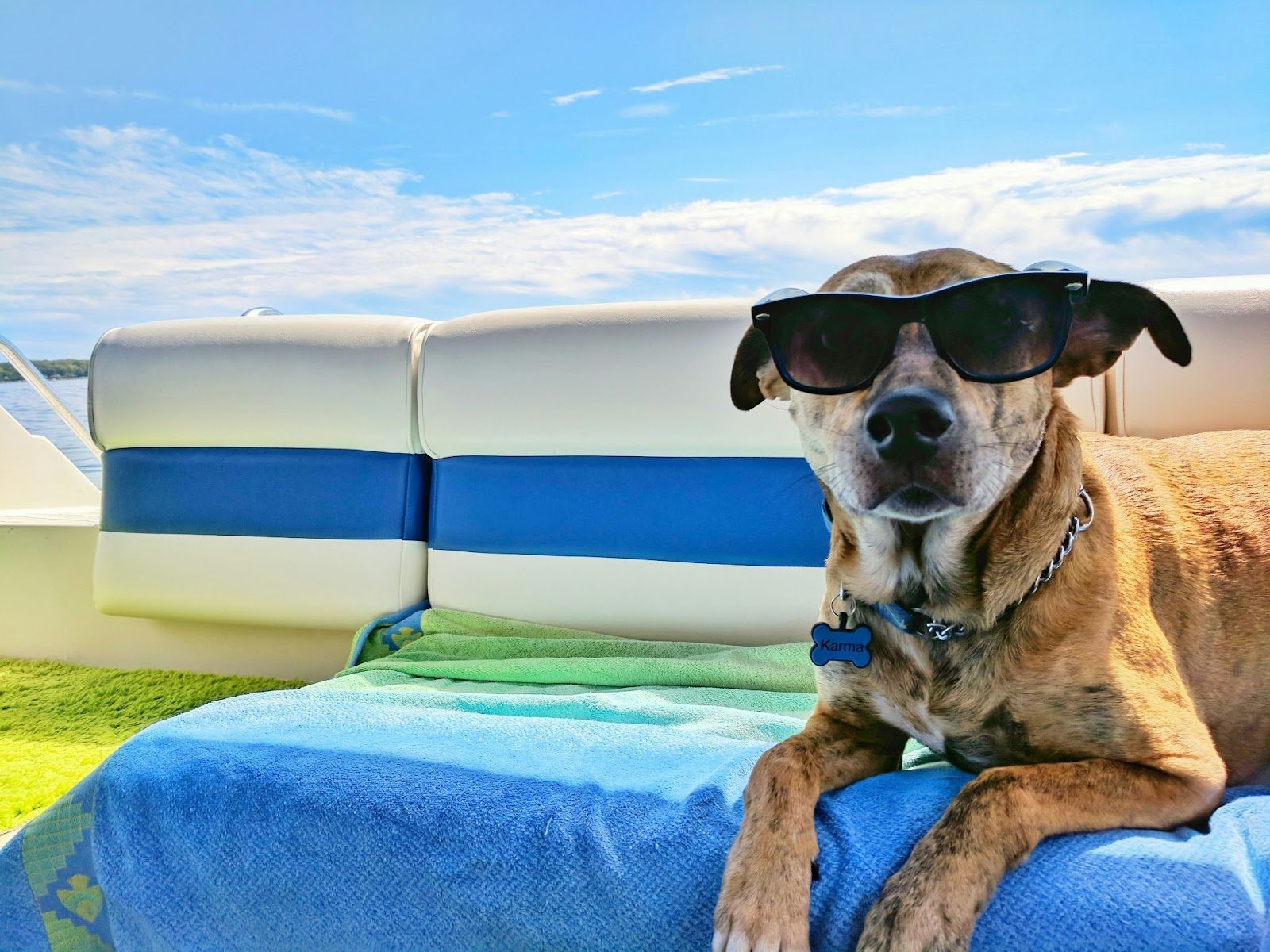 dog traveling on vacation