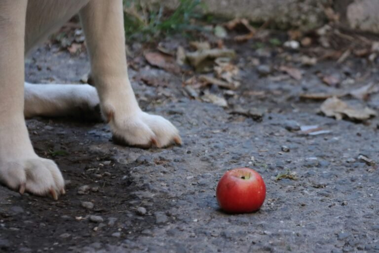 dog eating apple