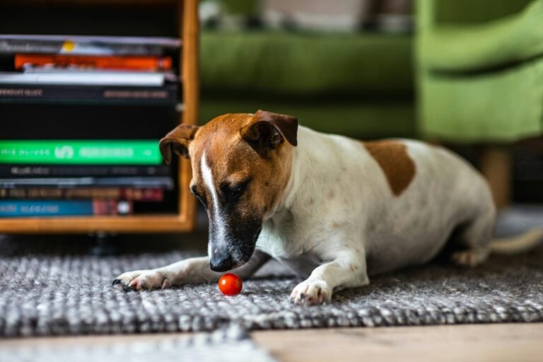 dog eating tomato