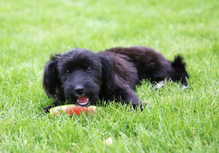 dog eating watermelon