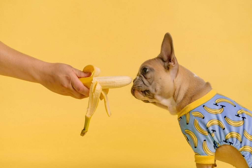 dog eating a banana